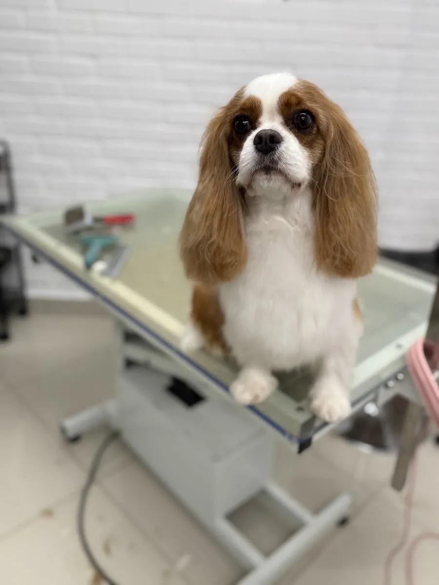 Груминг-салон OK Groom Studio