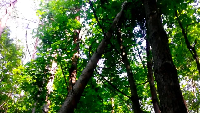 Волинські ліси продовжують незаконно вирубувати - Самооборона Волині (ФОТО) — фото 6