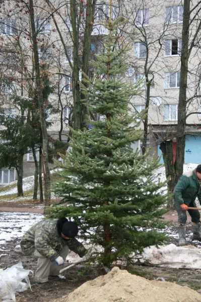 Луцьк прикрашатиме ще одна лісова красуня — фото 1